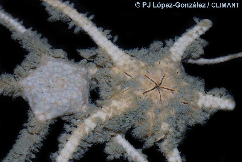 Symbiosis Ophioplinthus / Iophon Brittle stars and basket stars a